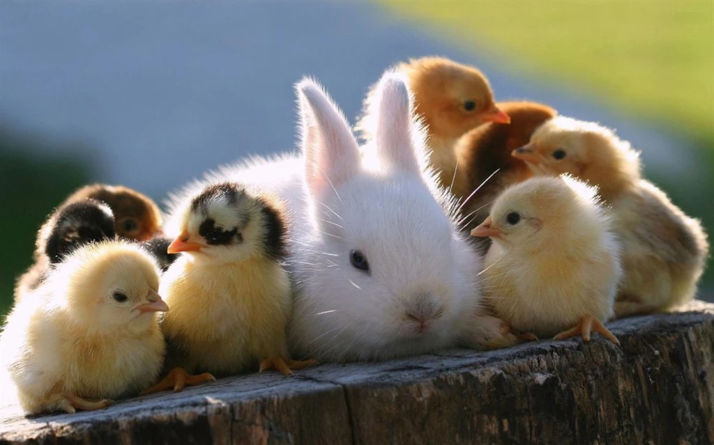 Chicks and Bunnies Screenshot Image