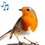Bird Calls, Sounds & Ringtones