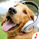 Dog Sounds - Funny Animal Ringtones for Windows Phone