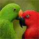 Parrot Species Icon Image
