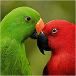 Parrot Species Image