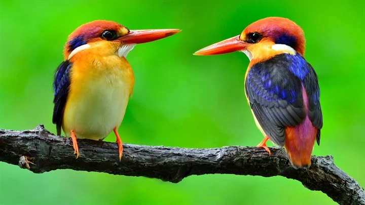 Colorful Birds
