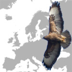 Birds in Europe 1.1.0.0 for Windows Phone
