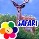 Safari Icon Image