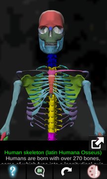 Human skeleton (Anatomy) Screenshot Image