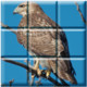 Hawk Puzzle Icon Image
