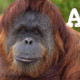 Orangutan Icon Image