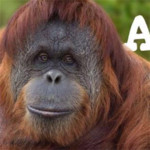Orangutan Image