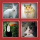 Animals Quiz Icon Image