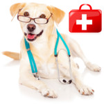 Dogs First Aid Image