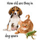 Dog Years Icon Image
