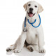 Dogs Health Guide Icon Image