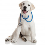 Dogs Health Guide Image