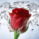 Fresh Rose Flowers Icon Image