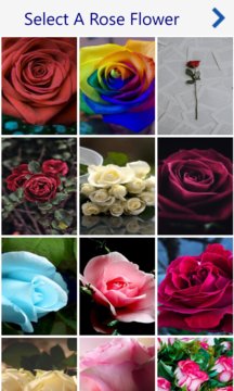 Fresh Rose Flowers Screenshot Image