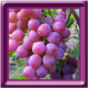 Grape Matching Icon Image