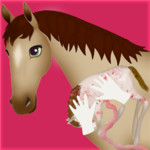 Horse Pregnancy Surgery 2