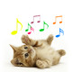 Meowing Cat Sounds Icon Image