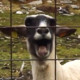Screaming Sheep Icon Image