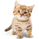 Cat Breed Selector Icon Image