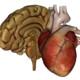 Organs 3D (Anatomy)