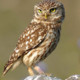 Owl Memory Icon Image