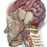 Anatomy Atlas Image