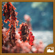 Autumn Wallpapers HD + for Windows Phone