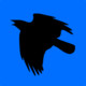 CrowFlies Icon Image