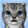 Cat Simulator Icon Image