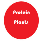 Protein Plants