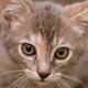 Hello Kitten Icon Image