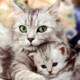 Cats Care Tips Icon Image