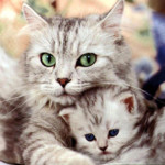 Cats Care Tips Image