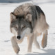 Wild Wolf Attack Simulator Icon Image