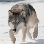 Wild Wolf Attack Simulator Image