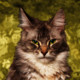 Cat At Hand Icon Image