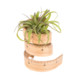Plant Spacer Icon Image