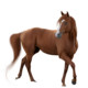 Horse Breeds Icon Image