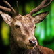 Deer Hunter Challenge 3D Icon Image