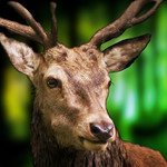 Deer Hunter Challenge 3D Image