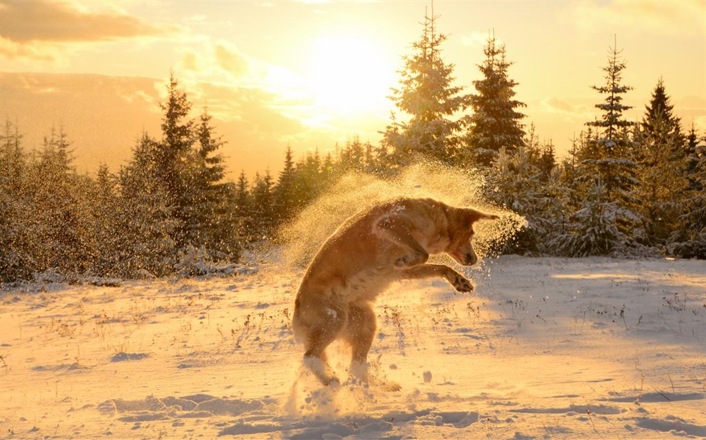 Dogs in Winter Screenshot Image #3