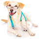 Dog Doctor Icon Image