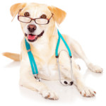Dog Doctor Image