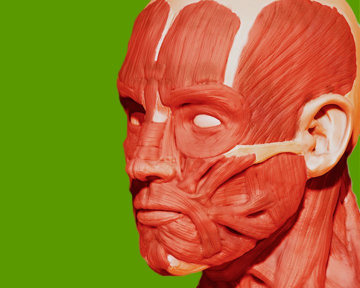 Muscular System 3D (Anatomy) Image