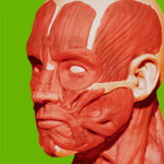Muscular System 3D (Anatomy) 1.1.0.0 for Windows Phone