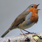 Bird Sounds Image