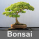 Espécies de Bonsai