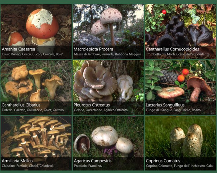 Mushrooms Hunting Image