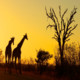 Kruger National Park Icon Image